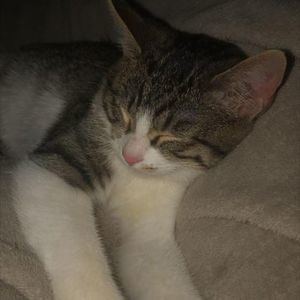 Meet your Posher, Kerrenskid